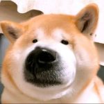 铃语的头像-无忧免费游戏网